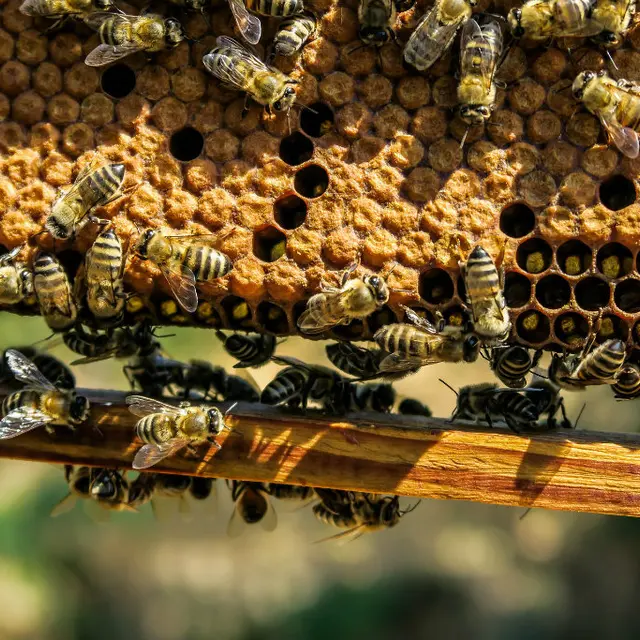 Abeilles