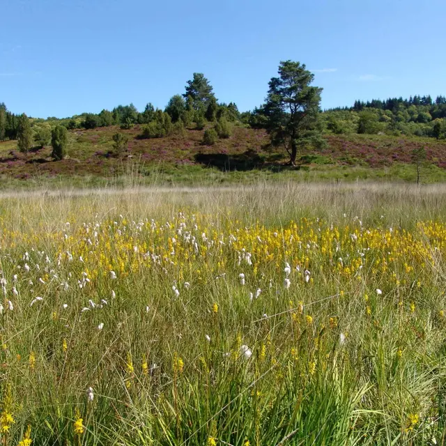 Tourbière des Dauges