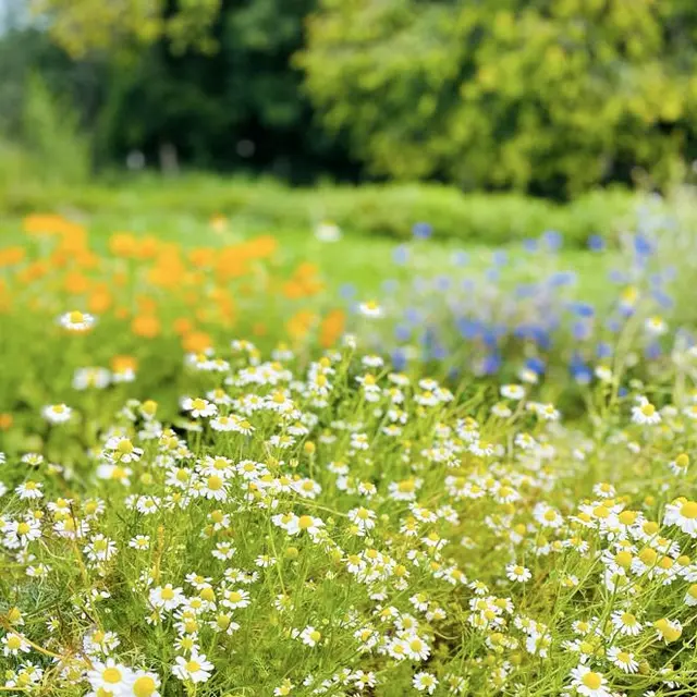 Atelier charge mentale et plantes