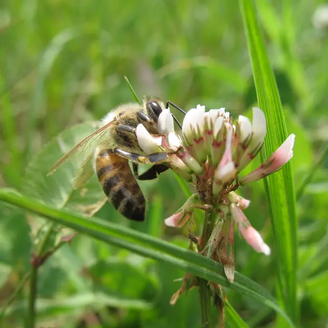 Atelier enfants des fleurs et des abeilles