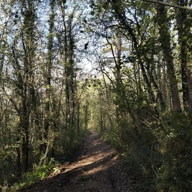 Audrix_VTT foret Ete 2025 2