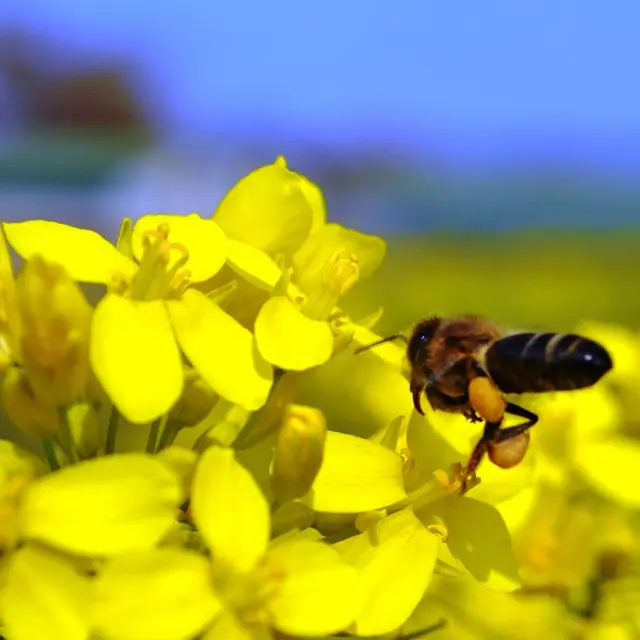 Birountarère - abeille butinant le colza