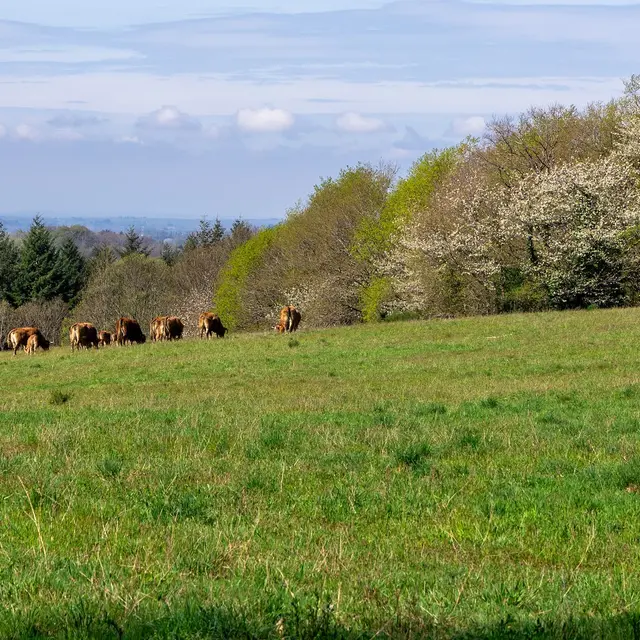 paysage valloné