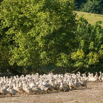 Canards-16-700x429