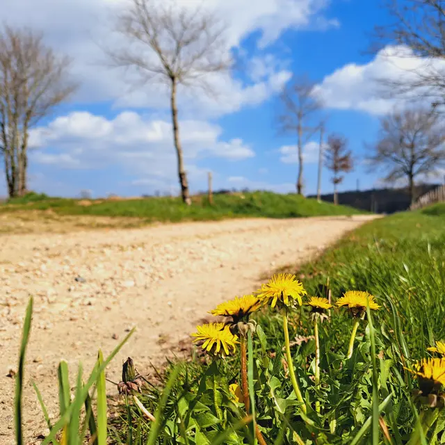 Chemins - Chignac - Pompadour © JL OT TDC (4)