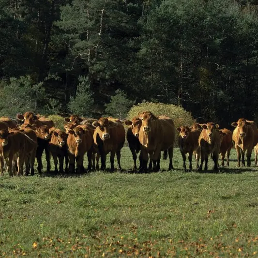 Vaches Limousines