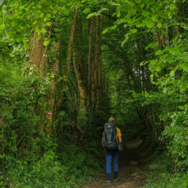 Corrèze Tourisme_GR46_Chemin creux à Vigeois_© David Genestal_juin 2024