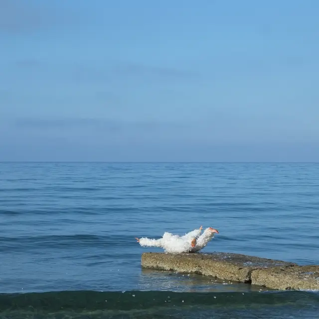 Kristina Depaulis, Échec Vol 1, Échec Vol 1, 2018. Coll. Frac-Artothèque NA.