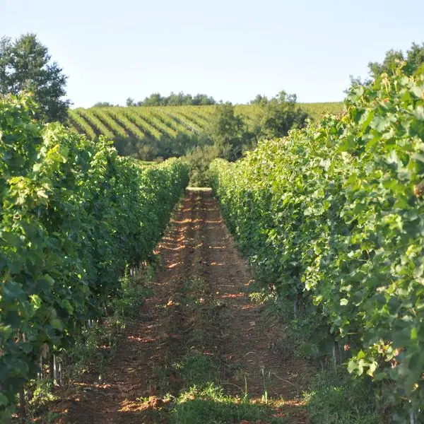 Domaine de Perreau