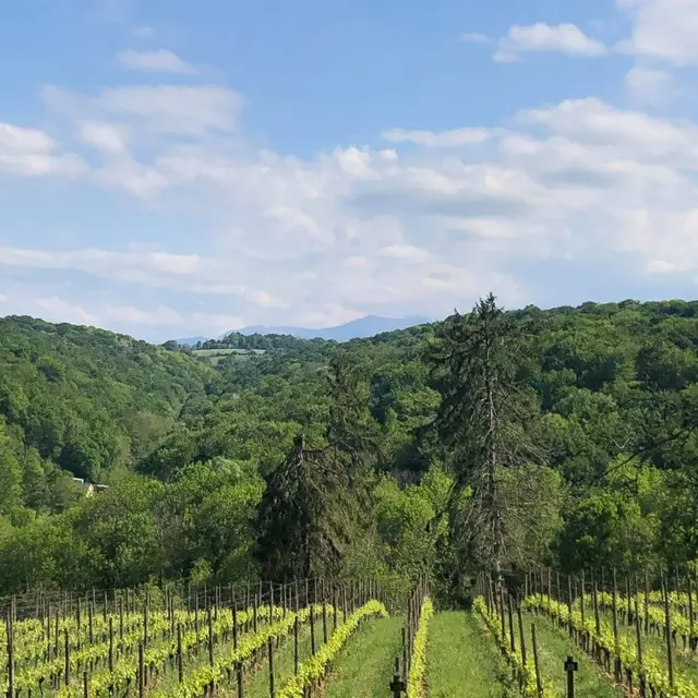 Domaine de sarros - Gelos - les coteaux