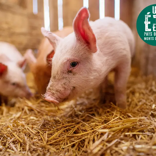 À la rencontre des producteurs - Au pré de mon arbre