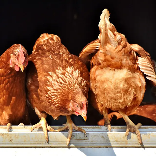 Peyrilloux volailles  Poules