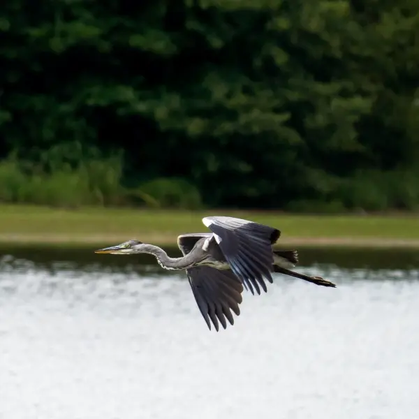Etang de la Pouge-Crédit-Tolga Sarikose-Département de la Haute-Vienne_web