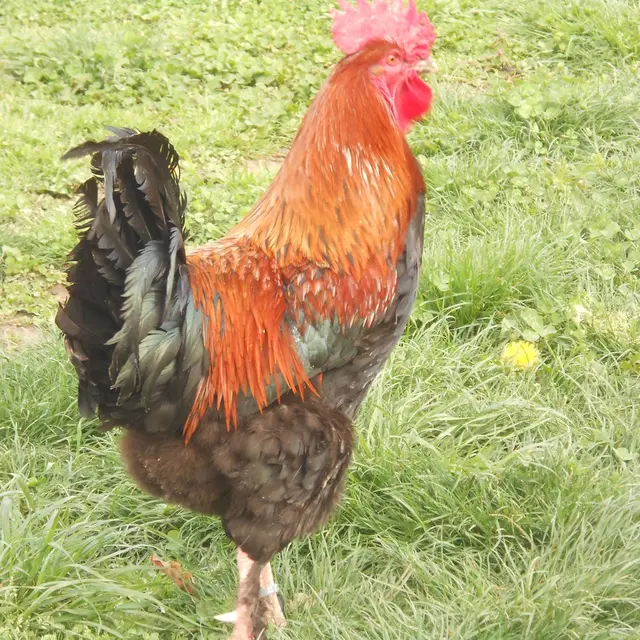 Expostion d'aviculture