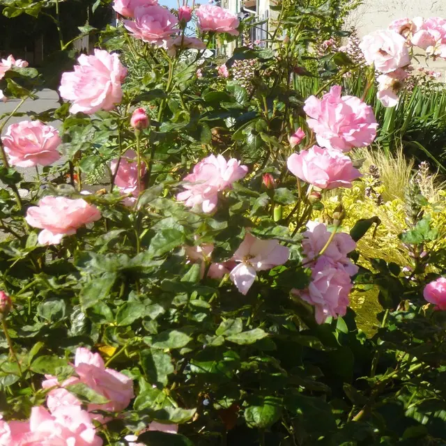 FETE genereuse de la rose_ VAS_ IsabellePompe