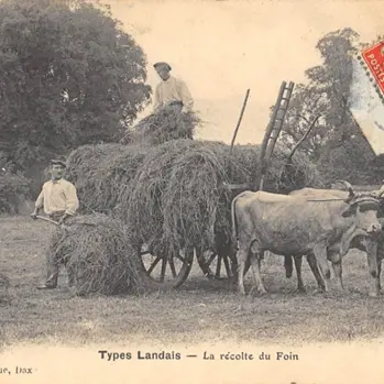 Fenaisons et prairies usagères en Chalosse