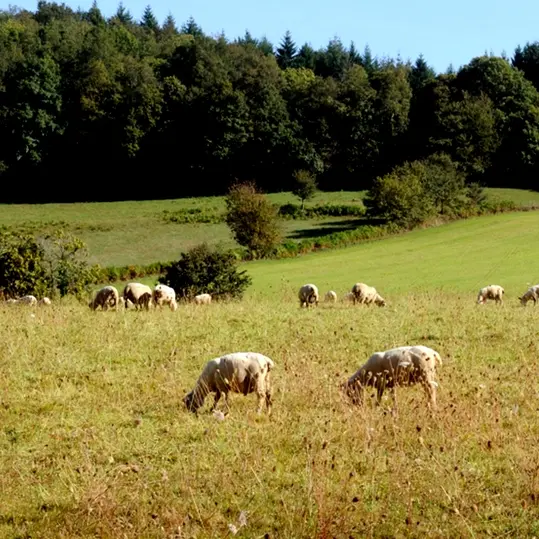 Ferme Grandchaud