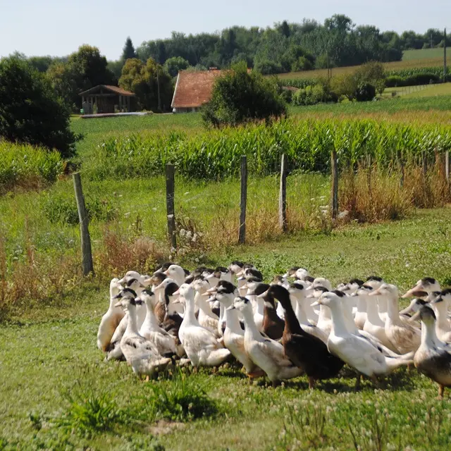 Ferme-Guilhem-Doazit