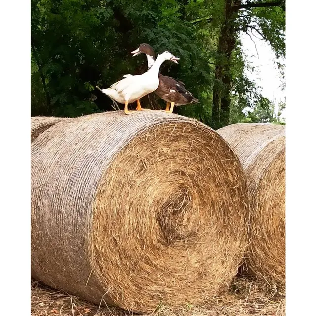 Ferme Larrey - canards sur balle de foin