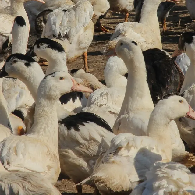 Ferme Parlariou - Canards en extérieur