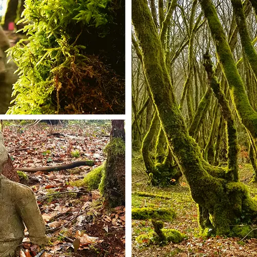 Foret_Blanchefort