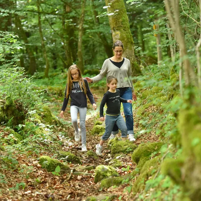 Forêt d'Épagne à Sauviat-sur-Vige en Limousin
