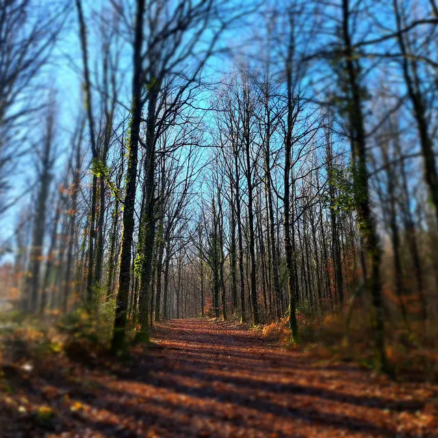 Foret domaniale de Pompadour - La pierre des 4 communes © J (2)