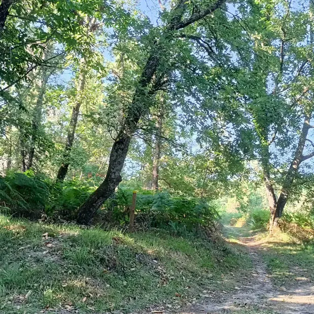 Foret du liorac02 (1)