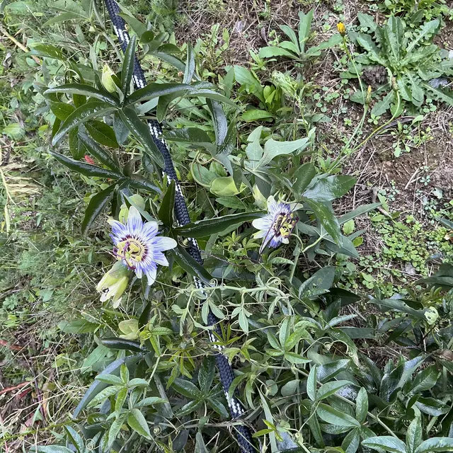 Passiflore dans l'allée du gîte