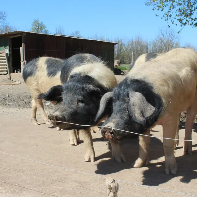 Porc Cul Noir