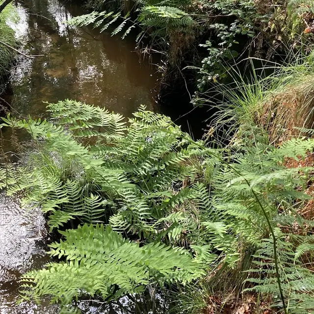 balade en forêt