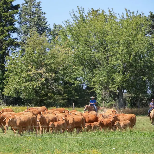 Elevage de vaches limousines et de chevaux de western