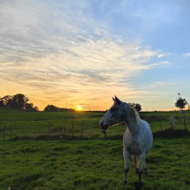 Ferme équestre Equi Complice