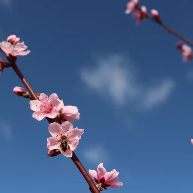 fleur