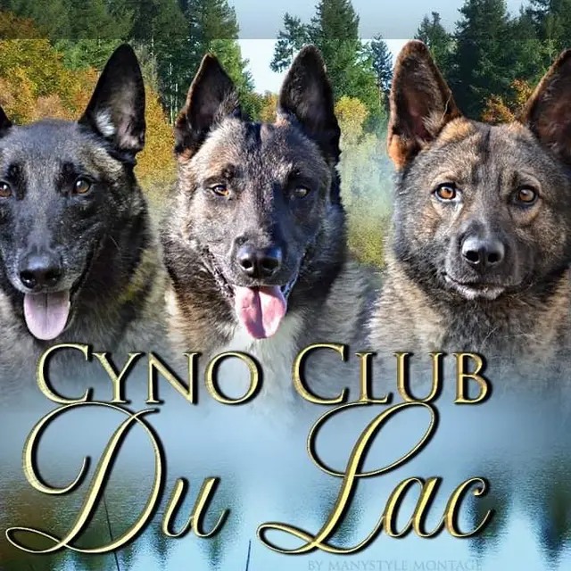 Bannière club