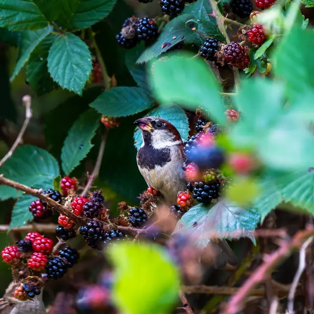 La Pouge août 2023 - Tolga Sarikose - Dép HV - Sirtaqui