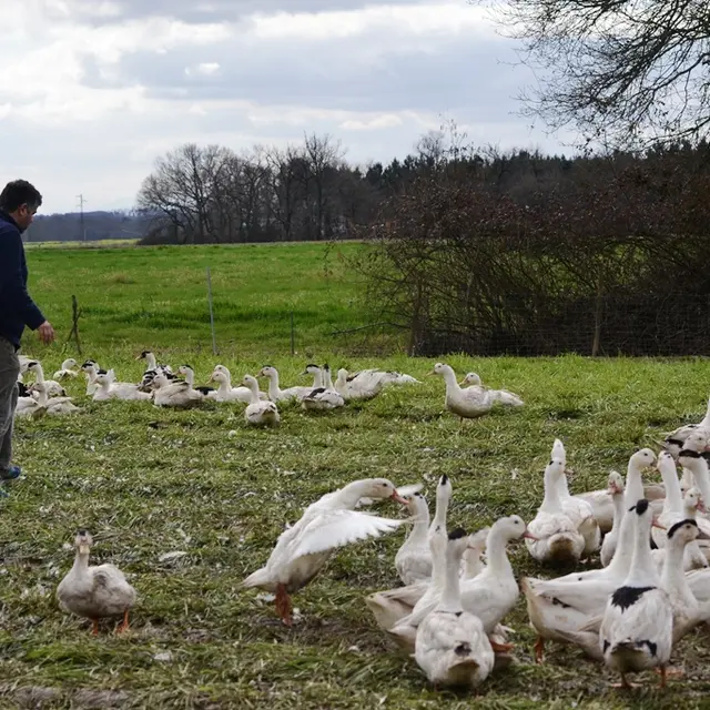 Le canard chez Degert - Canards en plein air