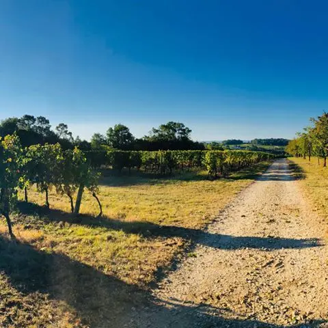 Les vignes sur le plateau de La Renaudie