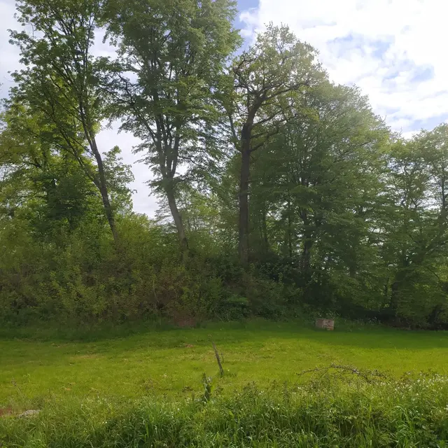 Motte féodale