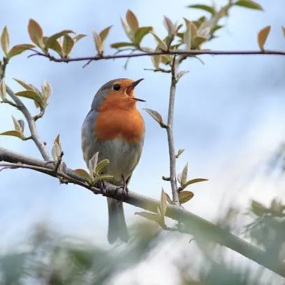 Oiseau chanteur_istock