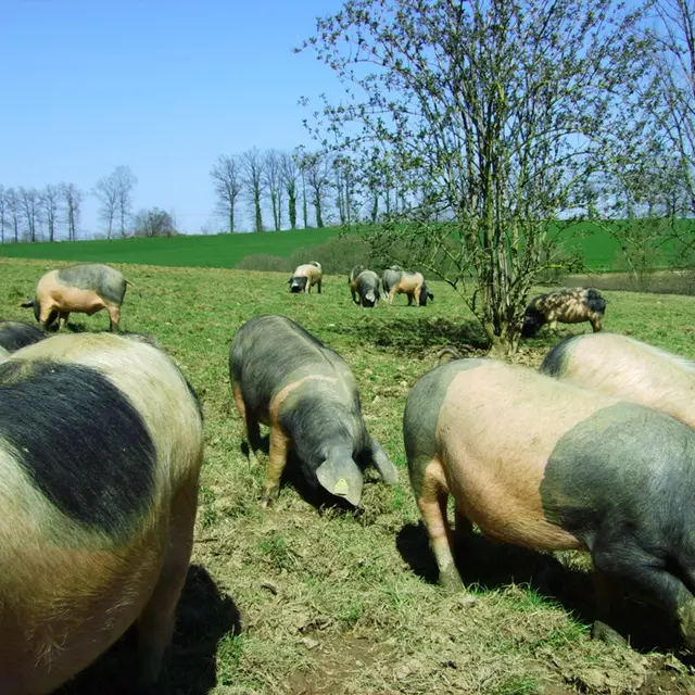Porc Cul noir