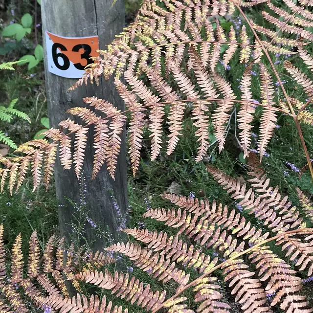 Parcours orientation Mirambel