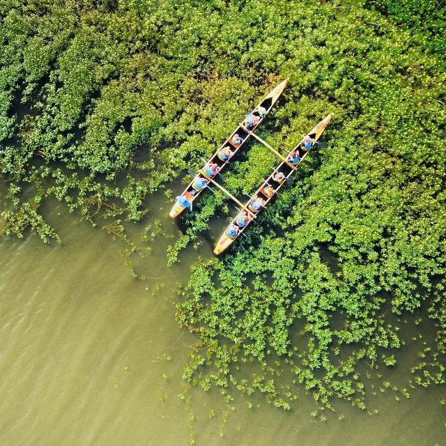 Pirogue Faune landaise