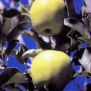 Pomme_1