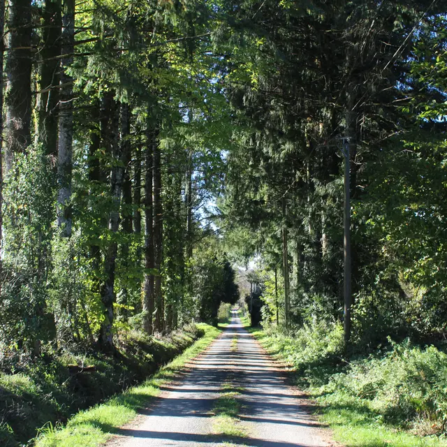 Présentation - le Tilleul de Sully - Montgibaud ©JLautrete - Office de Tourisme Terres de Corrèze