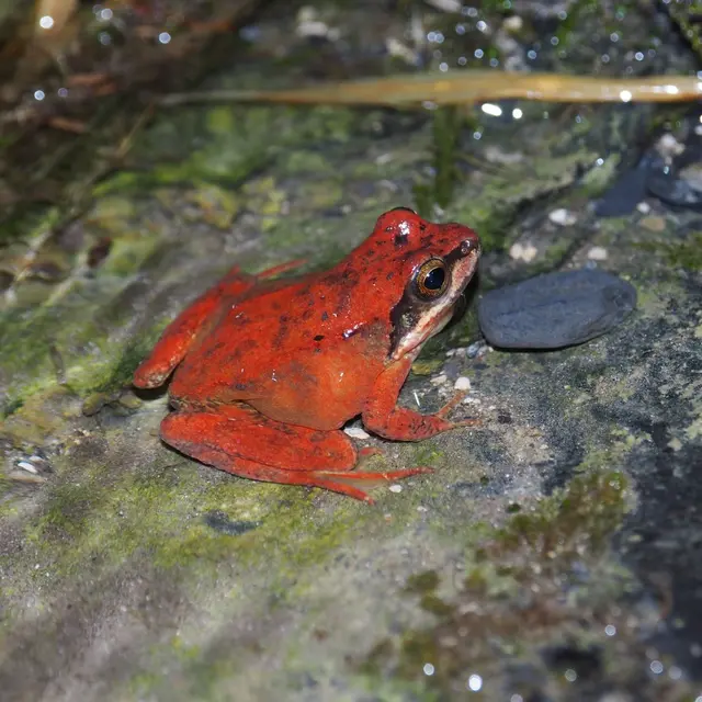 Rana pyrenaica 2025 JUTEL Vincent