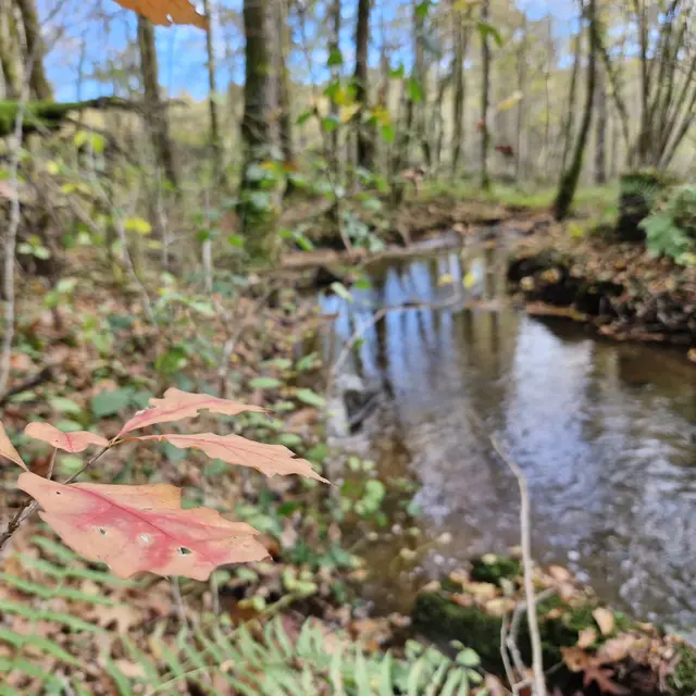 Ruisseau le Gavassou - pont des farges et de chanterane - trcohe © JL (2)