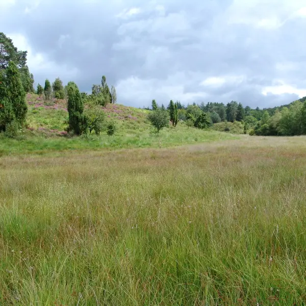 Tourbière des Dauges