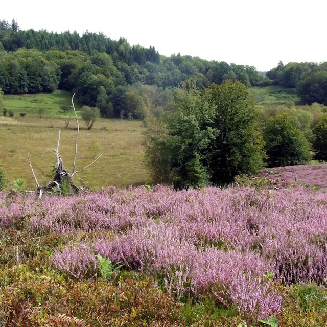 Tourbière des dauges