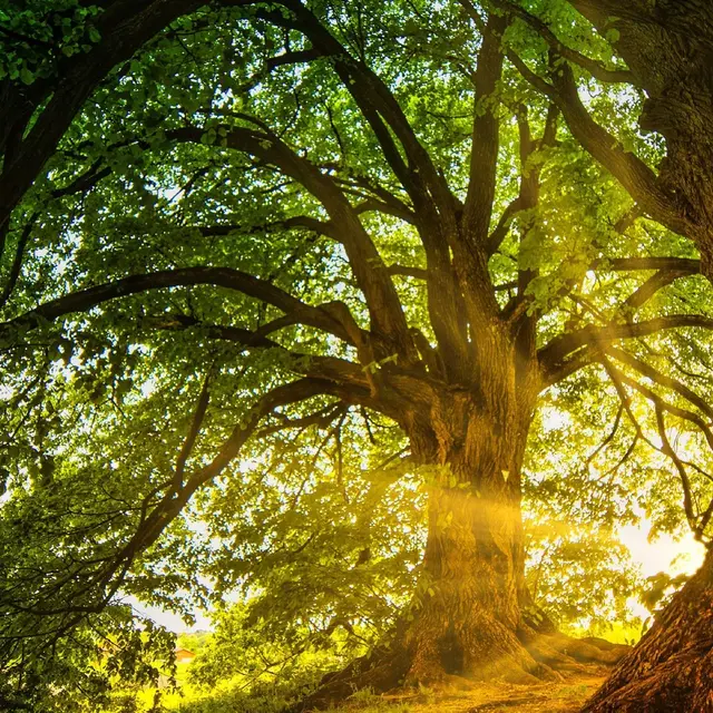 Chêne biodiversité